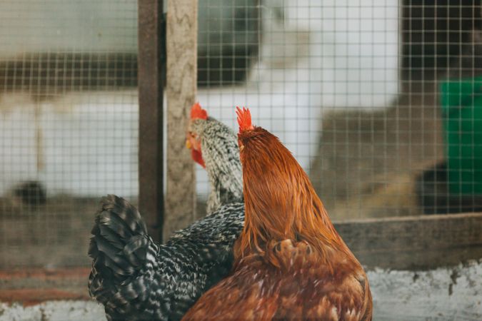 Chickens in enclosure on farm