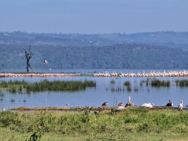 Pelicans and flamingos resting in Lake Nakuru, Kenya