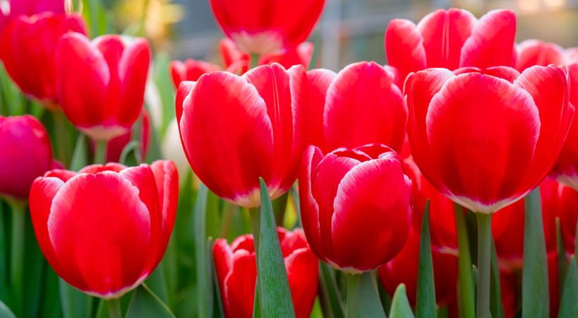 Red tulips in close up