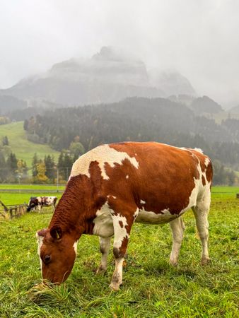 Cow grazing under the Videmanette in fog
