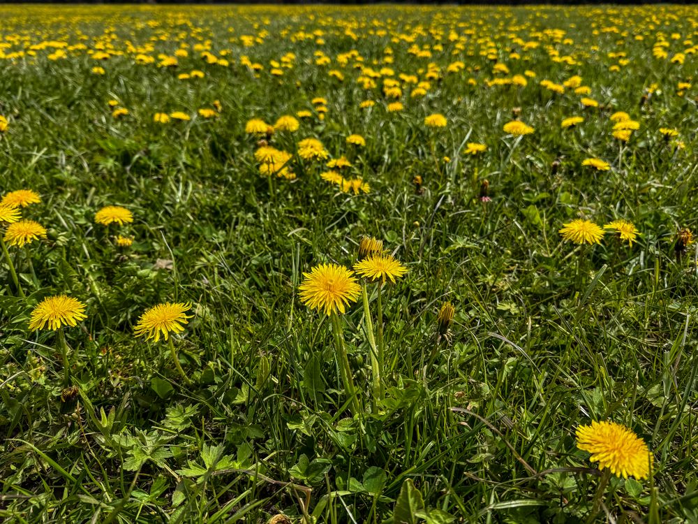 Dandelion field, Rougemont, Switzerland