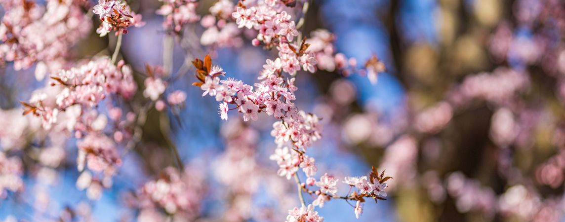 Wide shot of pink cherry blossoms with blue sky behind