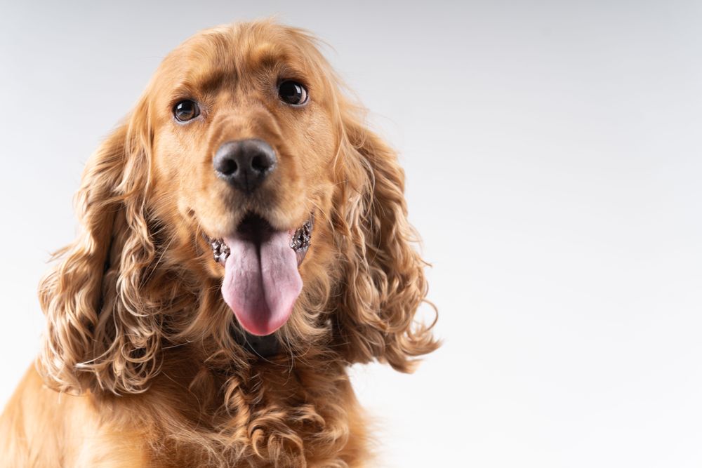 Portrait of brown cocker spaniel in studio with copy space
