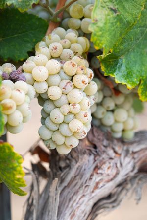 Vineyard with Lush, Ripe Wine Grapes on the Vine Ready for Harvest