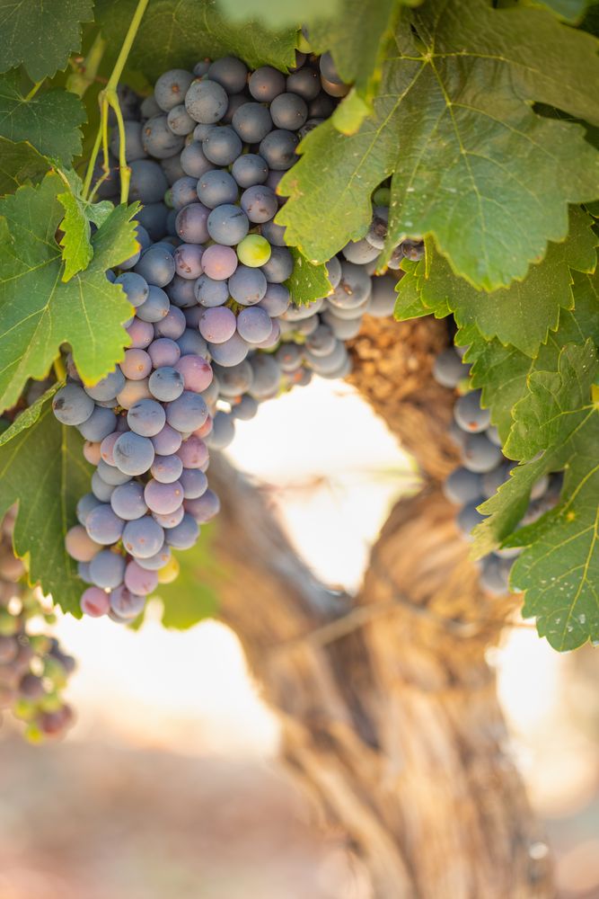 Vineyard with Lush, Ripe Wine Grapes on the Vine Ready for Harvest