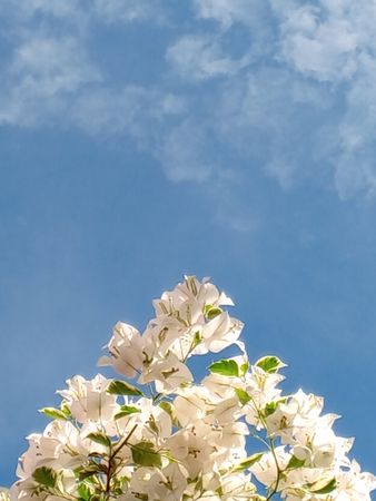 Flower with blue sky background