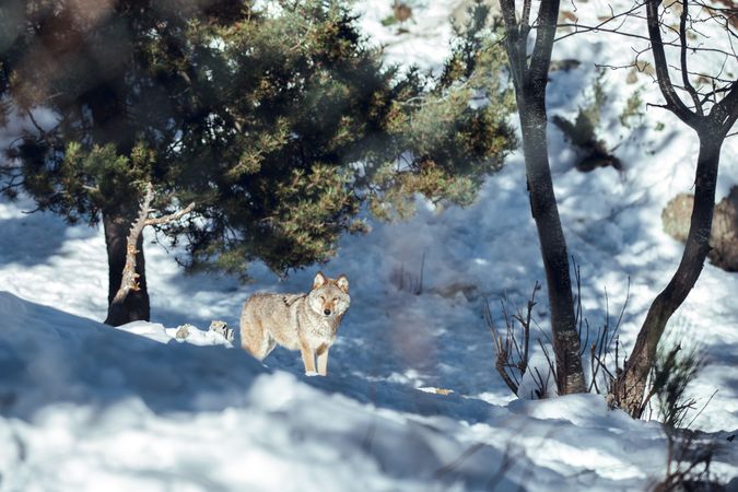 Wolf on hill near stones and snow