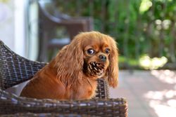 Cavalier spaniel with pinecone on chair