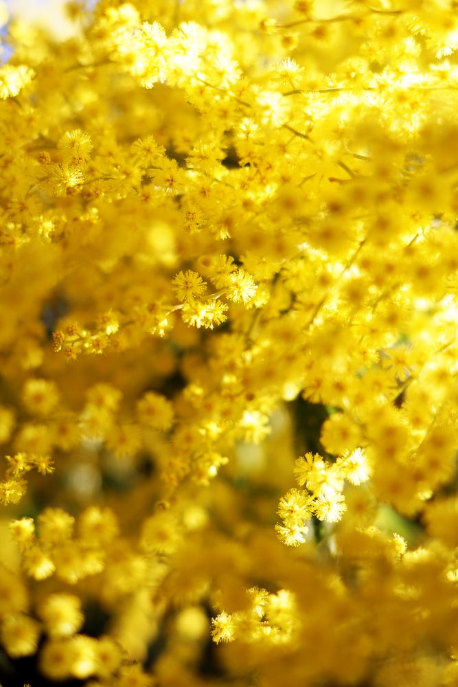 Tender golden twigs on sunny day