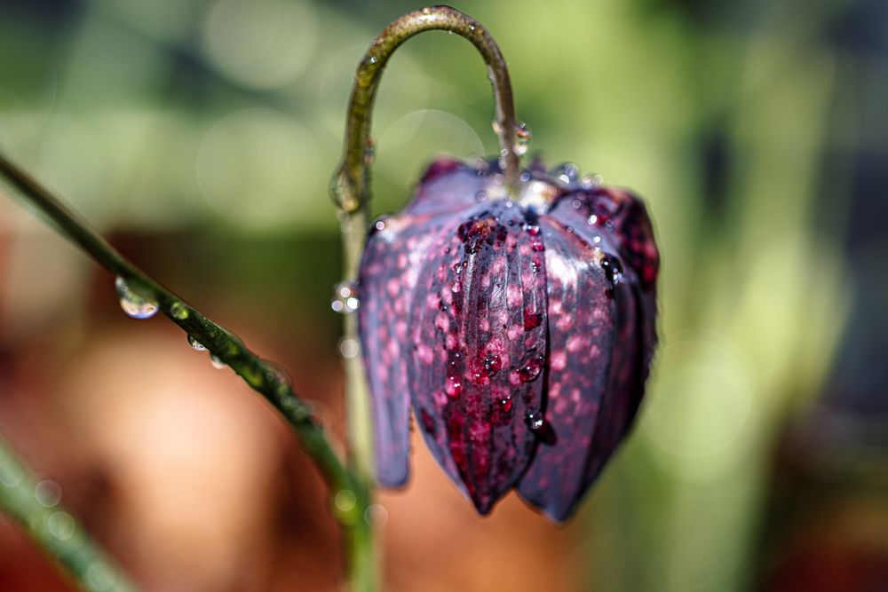 Side view of closed chess flower