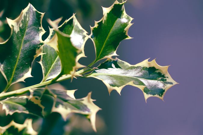 Holly branch for Christmas background