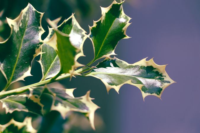 Holly branch for Christmas background