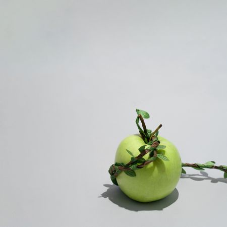 Green apple trapped with green leaves branch vine