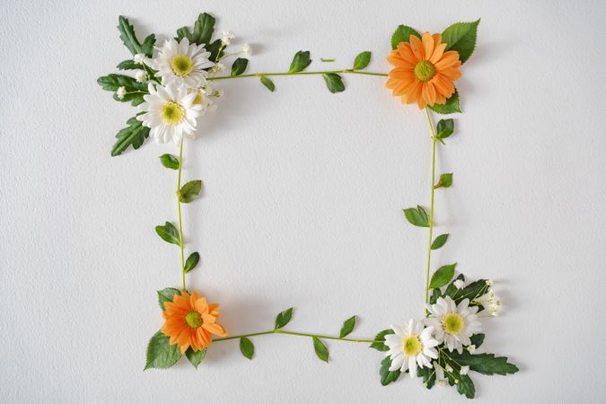Spring wild daisy flowers in square