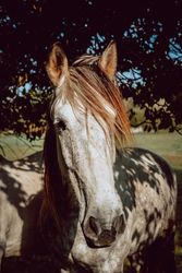 Horses pasturing on meadow