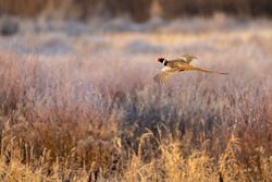 Pheasant in the autumn
