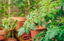 Tomato plant leaves growing on ceramic pots on a vegetable garden in balcony