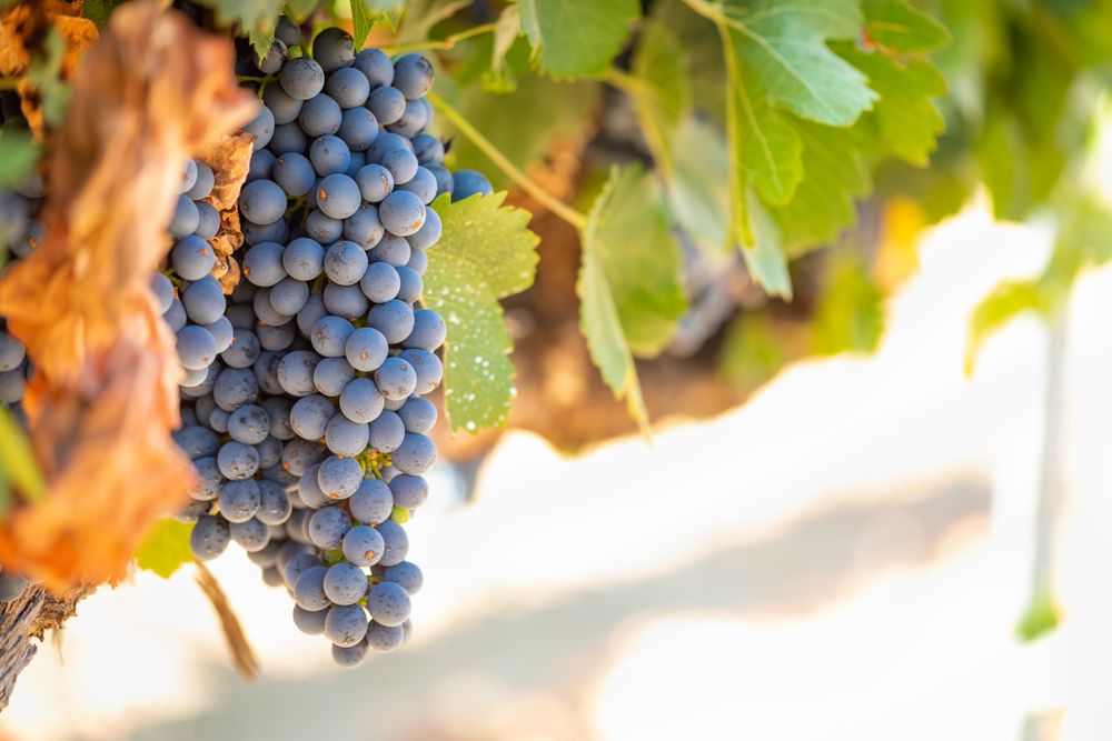 Vineyard with Lush, Ripe Wine Grapes on the Vine Ready for Harvest