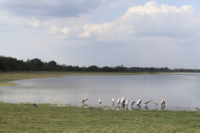 Flock of pelicans near lake