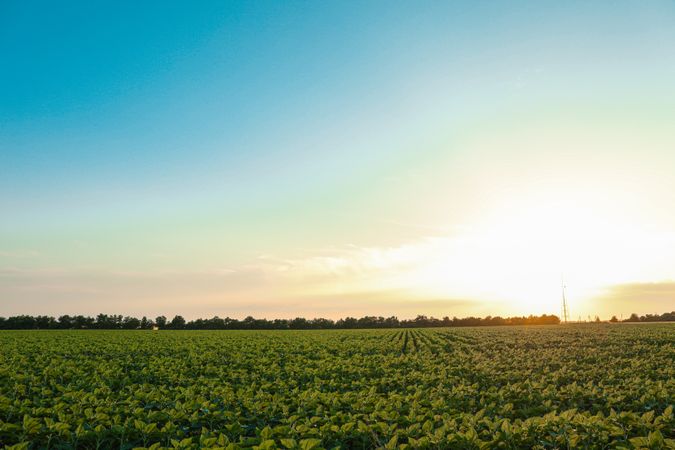 Green sunflower field at sunset, space for text. Agriculture