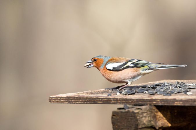 Common chaffinch on brown wooden surface