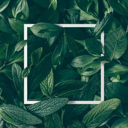 Green leaves layout with light frame