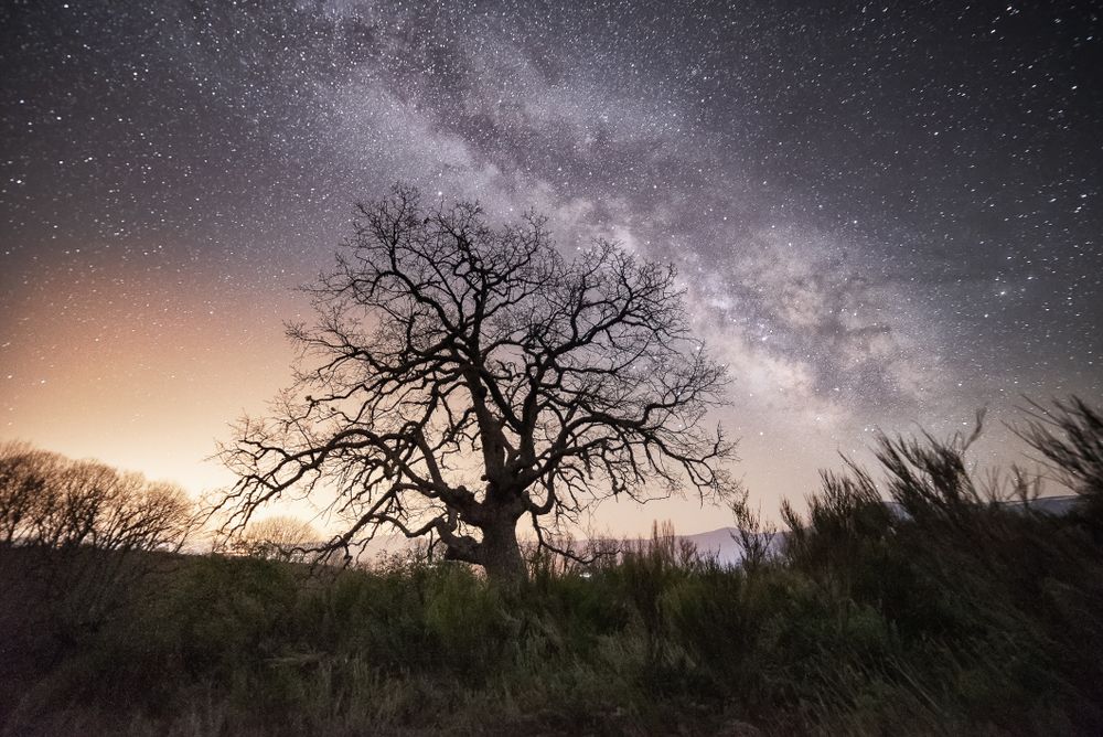Dry tree in high grass under starry sky