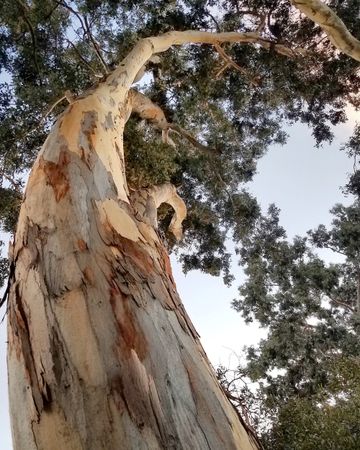 Looking up at an eucalyptus tree
