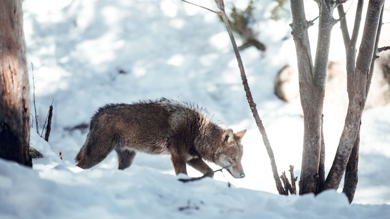 Wolf on hill near stones and snow
