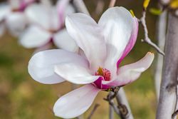 Blooming magnolia tree in spring on pastel bokeh