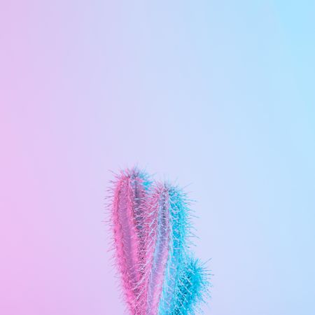 Cactus in vibrant bold gradient purple and blue holographic colors