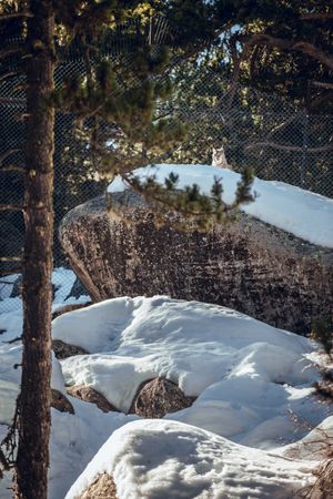 Lynx on stone with snow behind fence