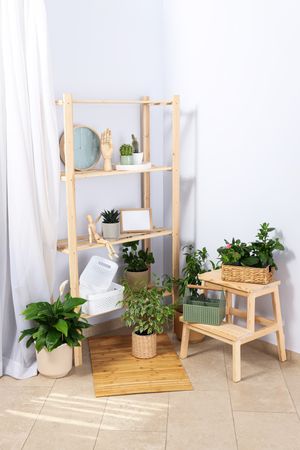Cozy hobby - growing indoor plants at home