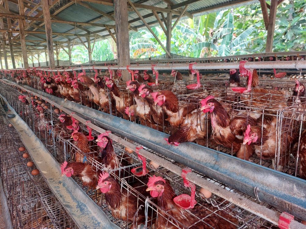 laying hen farming