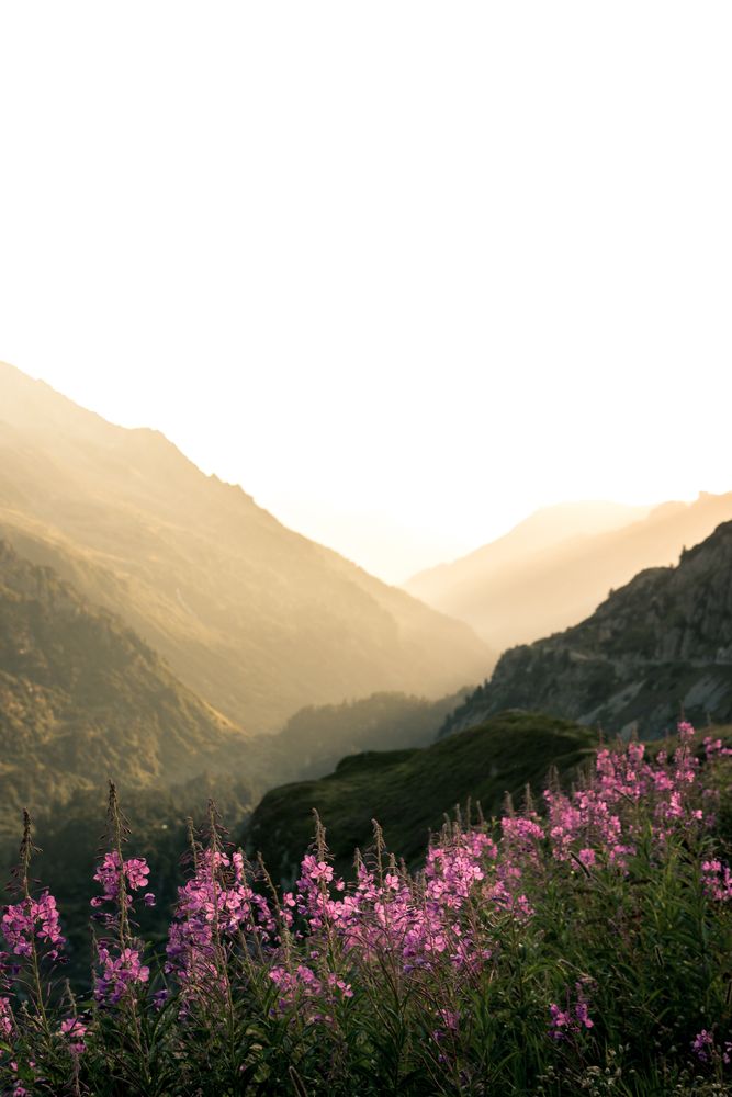 Pink flowers growing on rocky mountains in sunny haze
