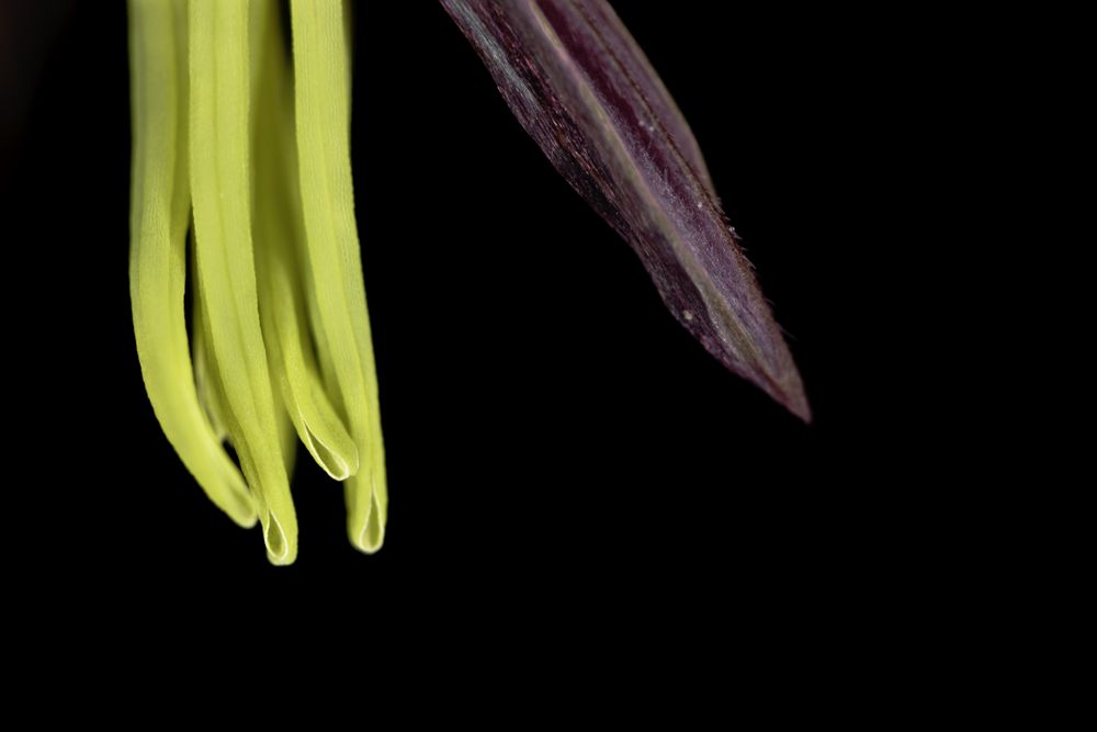 Closeup of wild rice stamens and palea on dark background