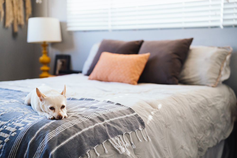 Adorable light-colored dog resting on the bed with head resting on paws