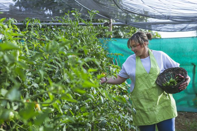 Gardener in apron harvesting vegetables from bushes in basket