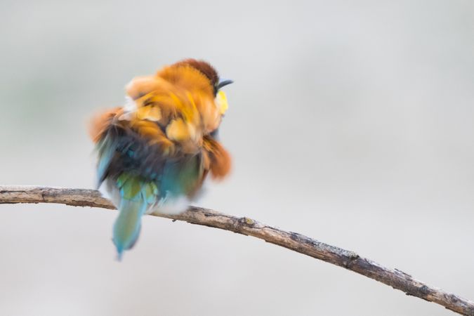 Bird standing on tree branch