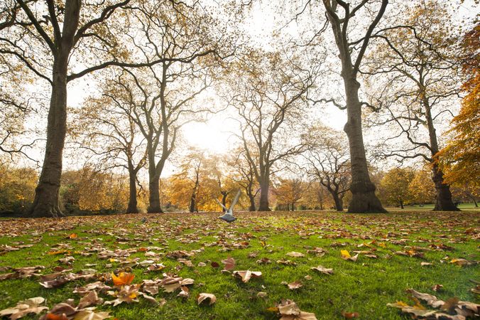 Pigeon flying in autumn park