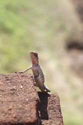 Red iguana on rough stones