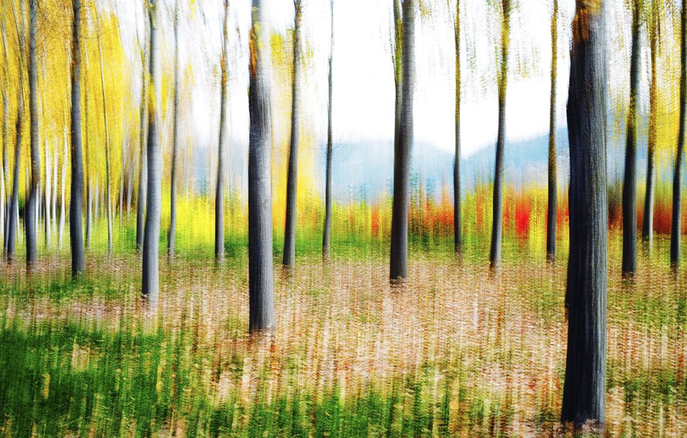 Blurred trees in green forest