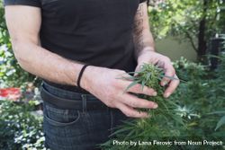 Person holding marijuana plant with two hands 5nY160