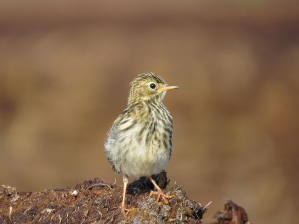 Bird in the morning sun