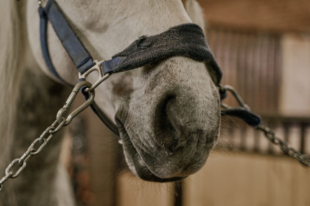 Gray horse face with healthy nostrils on bridle