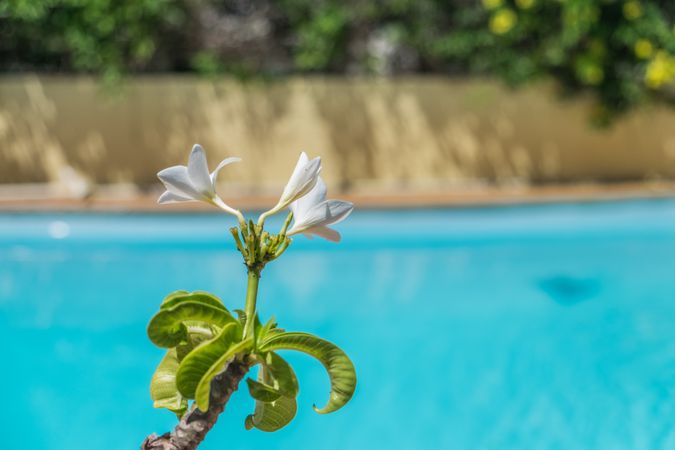 Bright tropical flower with pool in background