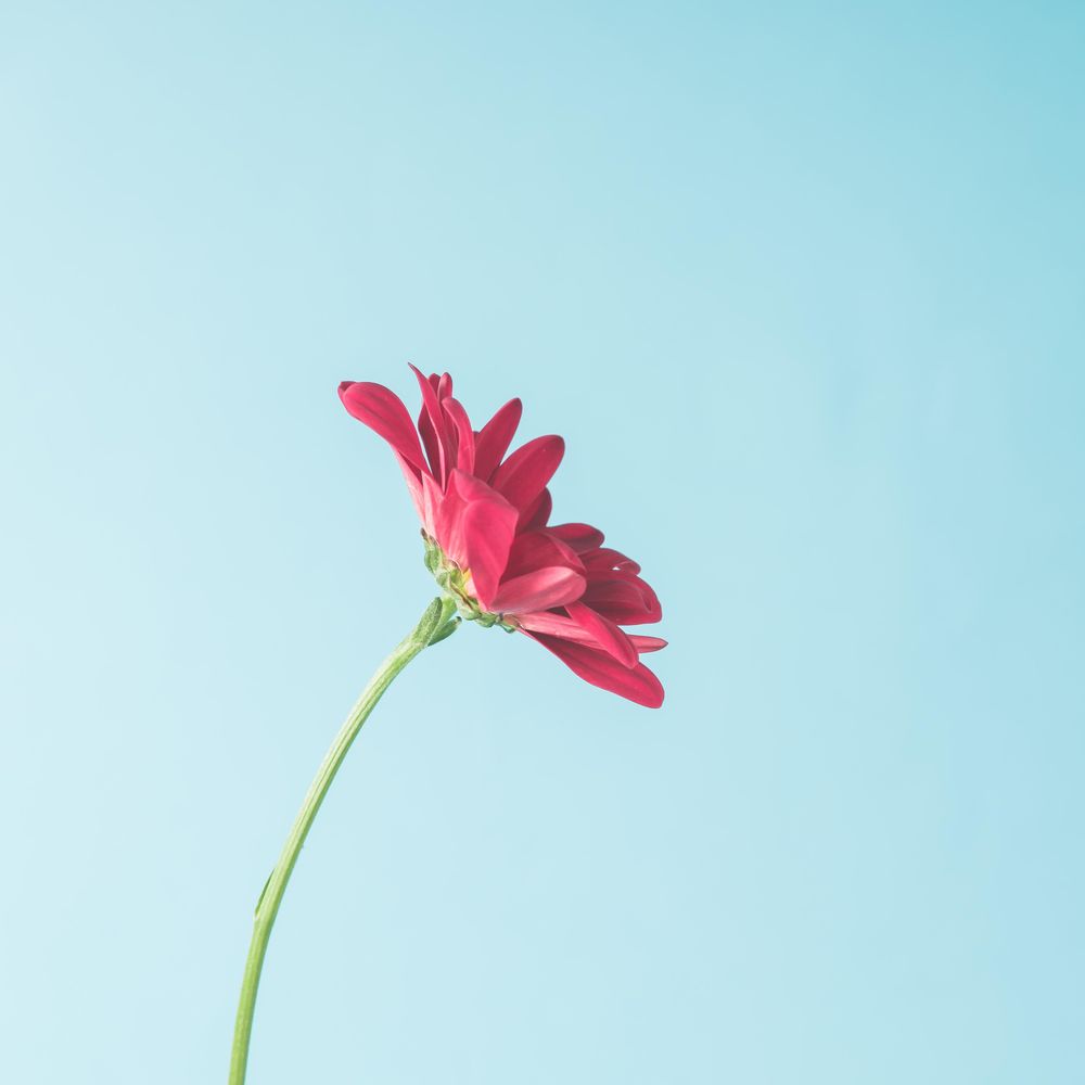 Red flower on sky background