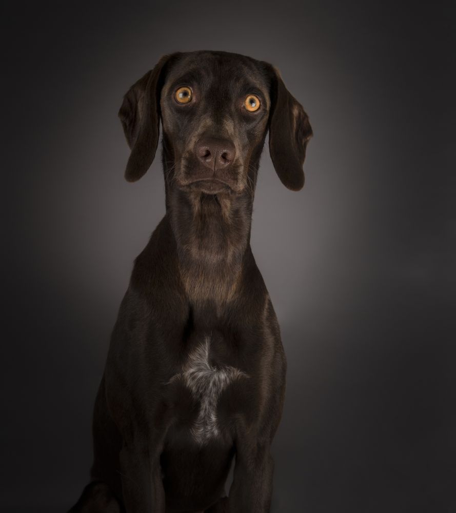 Adorable big-eyed dog on dark background