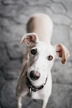 Funny dog on street