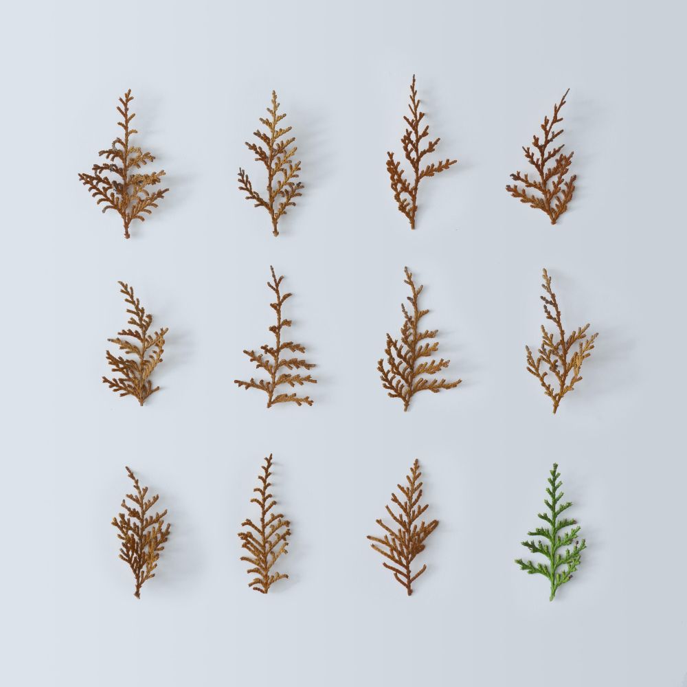 Pine tree branches arranged in rows on light background, all dried but one that is green